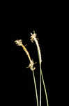 Coastal sedge